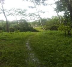 path in jungle